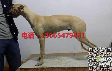 狼青犬多少錢一只,狼青犬多少錢一只幼犬縮略圖