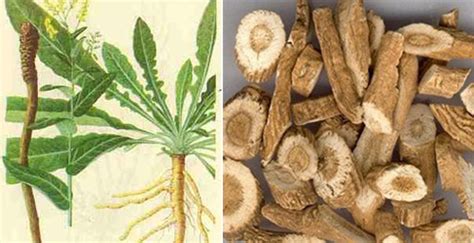 板藍根功效與作用,板藍根功效與作用的功能與主治與用量縮略圖