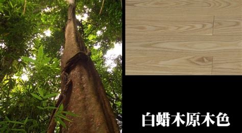 白蠟木家具的危害(白蠟木家具的危害有哪些)縮略圖