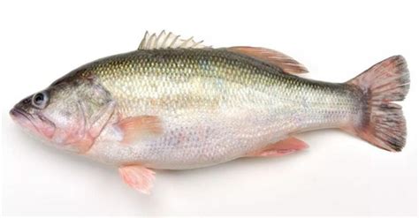 丁香魚是海魚還是淡水魚,丁香魚是海魚還是淡水魚呢縮略圖