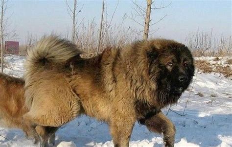 高加索犬的優點和缺點(高加索犬智商排行榜)縮略圖