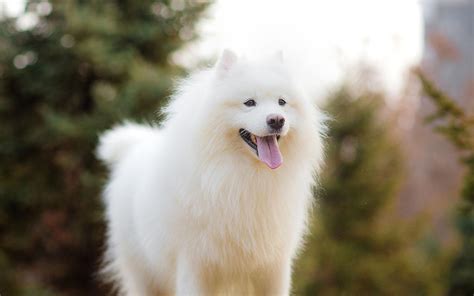 薩摩犬(薩摩犬圖片)縮略圖