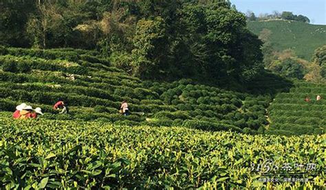 龍井茶產(chǎn)地在哪里,獅峰龍井茶產(chǎn)地在哪里縮略圖