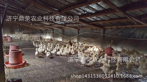 水床孵化小鵝全過程,水床孵化小鵝全過程完整版縮略圖