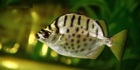 多春魚是淡水魚還是海水魚(多春魚是淡水魚還是海水魚圖片)縮略圖
