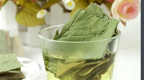荷葉茶又叫短命茶(荷葉茶又叫短命茶是什么意思)縮略圖