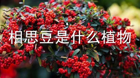 相思豆是什么植物(紅豆相思豆是什么植物)縮略圖