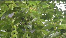 青錢柳有什么功效與作用(青錢柳有什么功效與作用和用量)縮略圖
