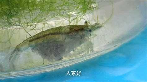 黑殼蝦抱卵,黑殼蝦抱卵孵化過程縮略圖