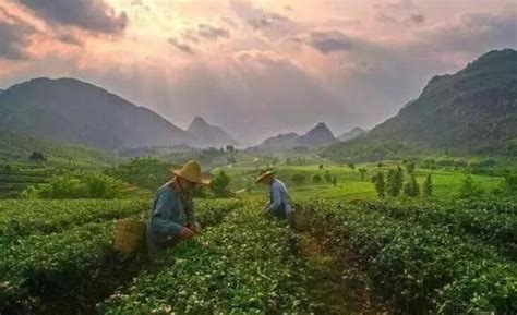 英德紅茶產地在哪里,英紅九號紅茶多少錢一斤縮略圖