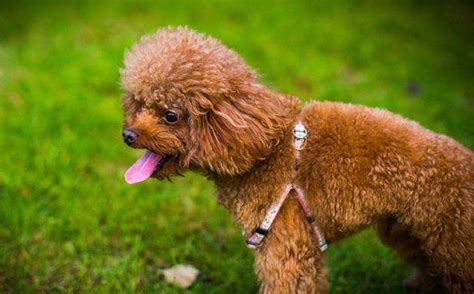 貴婦犬和貴賓犬一樣嗎,貴婦犬和貴賓犬一樣嗎圖片縮略圖