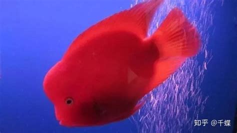 胭脂紅迷你鸚鵡魚,胭脂紅迷你鸚鵡魚跟白金的區別縮略圖
