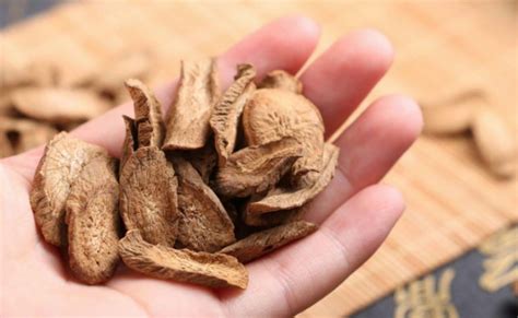 牛蒡茶是什么茶(黃金牛蒡茶是什么茶)縮略圖