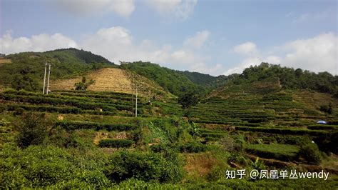 鳳凰單樅產地在哪(鳳凰單樅產地在哪個省份)縮略圖