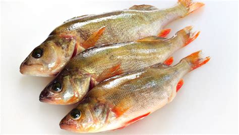 龍利魚又叫什么魚,龍利魚又叫什么魚圖片縮略圖