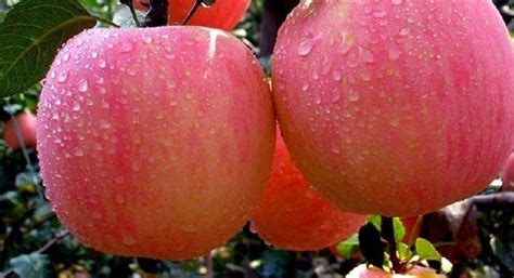 紅富士蘋果哪個品種最好(紅富士蘋果哪個品種最好看)縮略圖