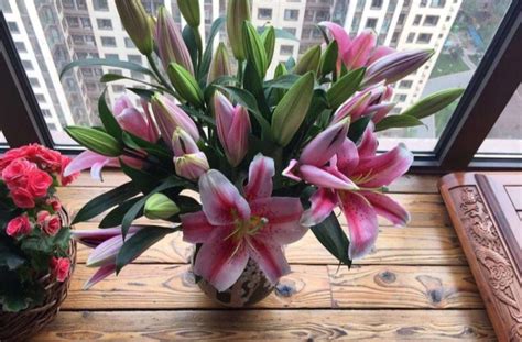 香水百合盆栽怎么養(yǎng)殖,香水百合盆栽怎么養(yǎng)殖視頻縮略圖