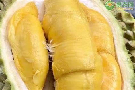 廣西榴蓮多少錢一斤(廣西榴蓮多少錢一斤現(xiàn)在市場價(jià))縮略圖