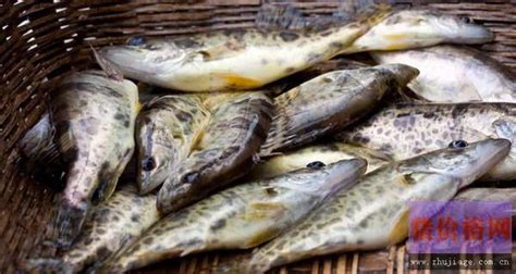 臭桂魚多少錢一斤(臭桂魚多少錢一斤哪有賣的)縮略圖