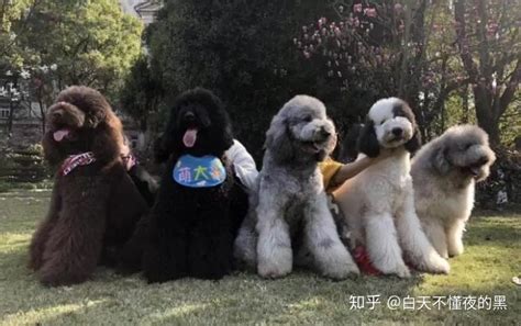 巨貴犬幼犬圖片,巨貴犬幼犬圖片大全縮略圖