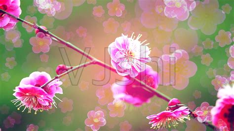 紅莓花兒開原唱中文(紅莓花兒開原唱中文版)縮略圖