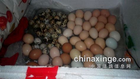 水床孵化器孵蛋教程(水床孵化器孵蛋教程視頻)縮略圖