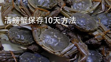 梭子蟹怎么保存才新鮮,梭子蟹怎么保存才新鮮呢縮略圖