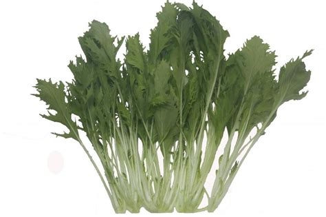 銀條菜簡介(銀條菜簡介圖片)縮略圖