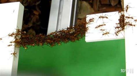 螞蟻窩注入鋁水,螞蟻窩注入鋁水藝術(shù)品縮略圖