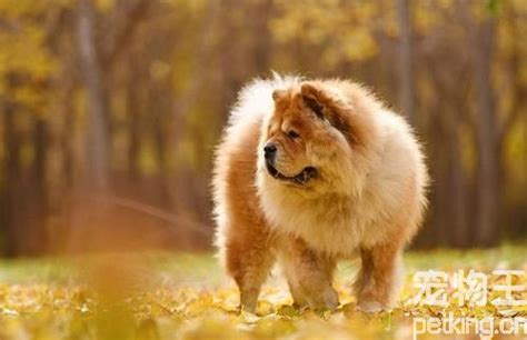松獅犬為什么禁養(yǎng)(松獅犬看家怎么樣)縮略圖