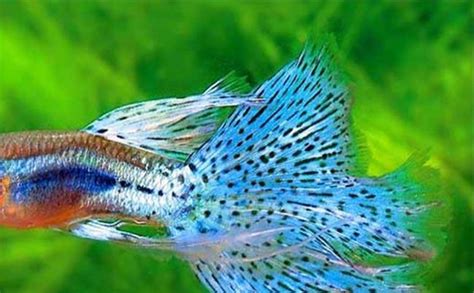 熱帶魚圖片,熱帶魚圖片大全大圖縮略圖