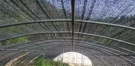 遮陽網哪種遮陽和隔熱的效果最好(哪種遮陽網遮陽效果最好)縮略圖