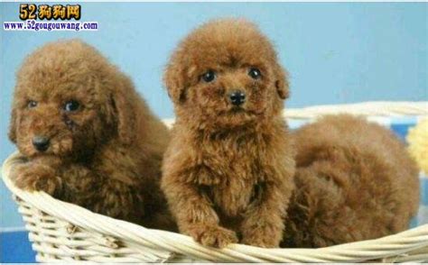 泰迪犬多少錢一只,泰迪犬多少錢一只小的縮略圖