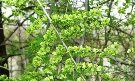 榆樹錢吃法(榆樹錢吃法大全)縮略圖