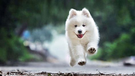 薩摩耶犬的養殖方法(薩摩耶犬的養殖方法視頻)縮略圖