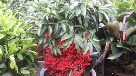 滿堂紅花的養殖方法,滿堂紅花的養殖方法和注意縮略圖