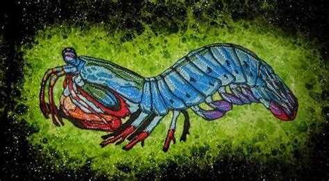 螳螂蝦打碎魚缸視頻,雀尾螳螂蝦打碎魚缸視頻縮略圖