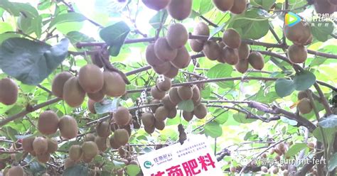 獼猴桃樹用什么肥料好,獼猴桃用什么肥料最好縮略圖