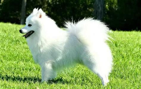 狐貍犬圖片,狐貍犬圖片大全縮略圖