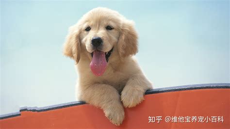 大型犬吃生肉,大型犬吃生肉可以嗎縮略圖