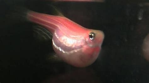 紅寶石魚公母圖片(紅寶石魚公母圖片對比)縮略圖