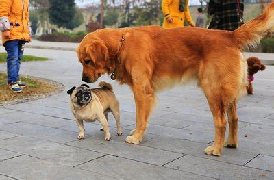 金毛狗多少錢一只(金毛狗多少錢一只幼犬)縮略圖