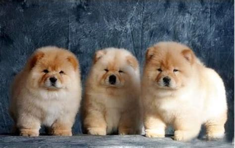 松獅犬為什么不適合家養(yǎng)(松獅犬為什么很少人養(yǎng))縮略圖