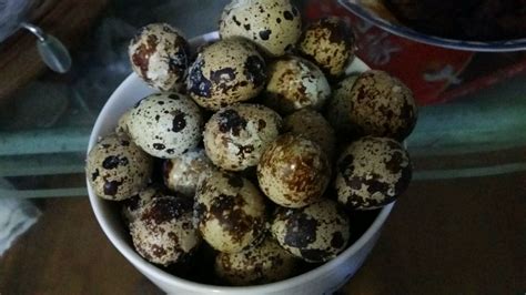 鵪鶉蛋的家常做法(鵪鶉蛋的家常做法兒童吃)縮略圖