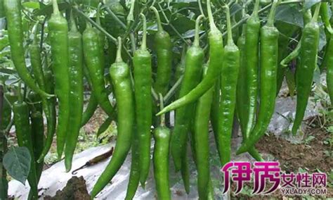 子彈頭辣椒到底是辣還是香(貴州子彈頭辣椒到底是辣還是香)縮略圖