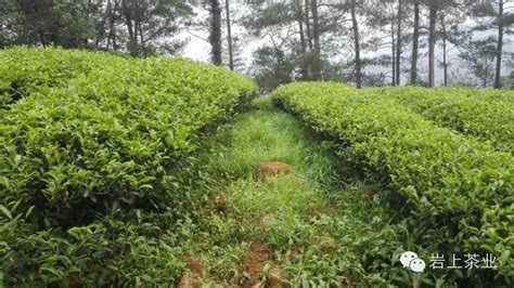 水仙茶樹,水仙茶樹圖片縮略圖