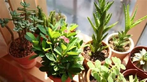 花盆里生蟲子用什么方法解決(花盆里生蟲子怎么辦)縮略圖