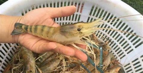羅氏蝦是淡水還是海水(羅氏蝦是淡水還是海水養殖)縮略圖