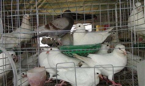 肉鴿養殖成本與利潤,肉鴿養殖成本與利潤視頻縮略圖