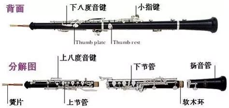 單簧管和雙簧管的區(qū)別(單簧管和雙簧管的區(qū)別圖片)縮略圖